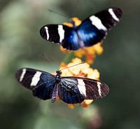 Schmetterlinge auf Blume