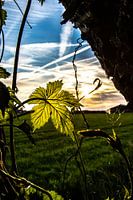 Nessel Sonnenuntergang.Markelo