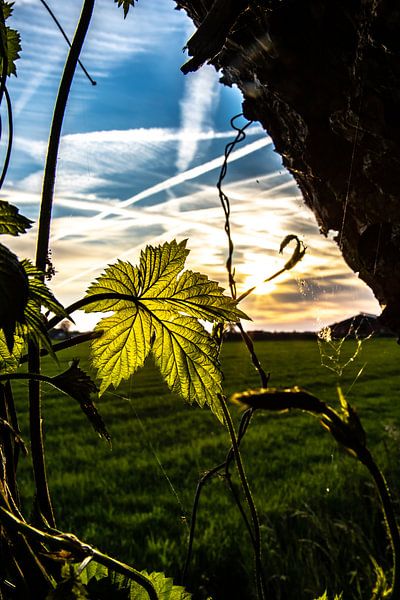 Nessel Sonnenuntergang.Markelo von Frank Slaghuis