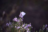 Rustende witte vlinder