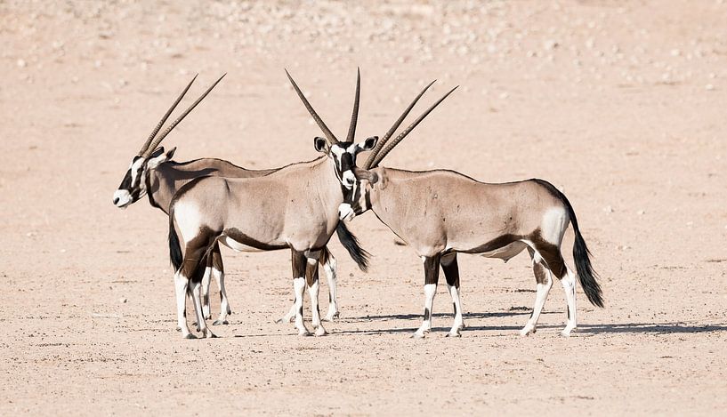 Drei von einer Sorte! von Robert Kok