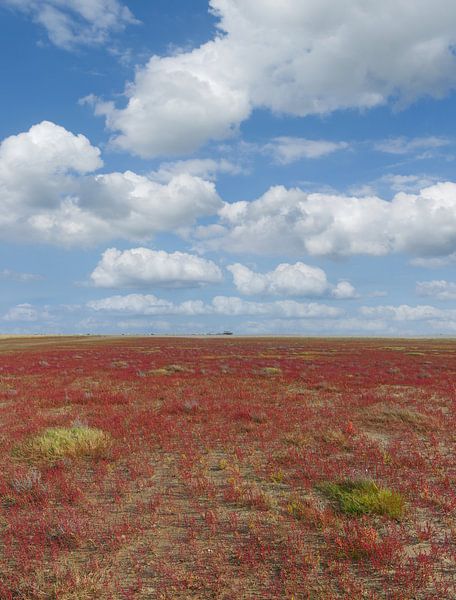 flowering Queller(Salicornia europaea)Sankt Peter-Ording by Peter Eckert