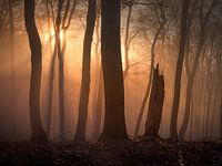Winter sun in the beech forest