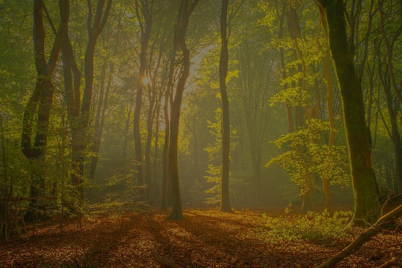 Schönes Licht im Herbst im Speulder Wald von Renso de Wind