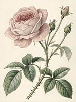 Botanische Studie einer Vintage-Rose