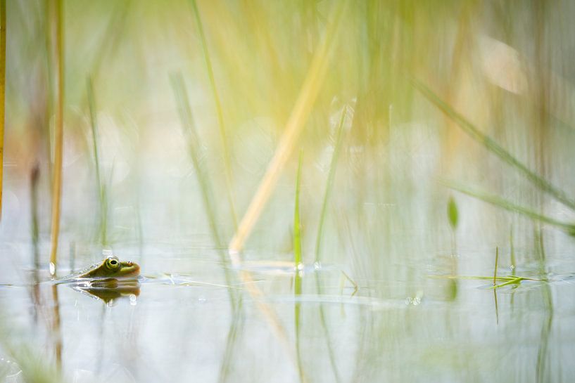 Een kikker in het water van mirka koot