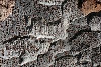 Boomschors - structuur van elke soort is anders