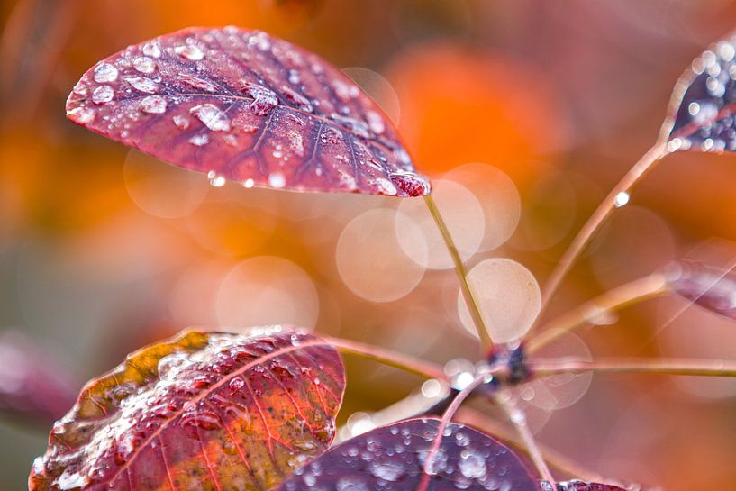 Blad van een plant met waterdruppels van Evelien Oerlemans