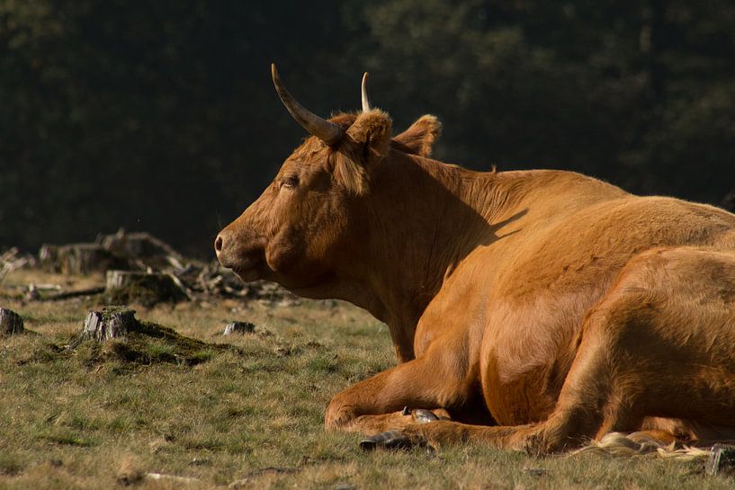 Sayaguesas rund in Nationaal Park Drents-Friese Wold von Meindert van Dijk