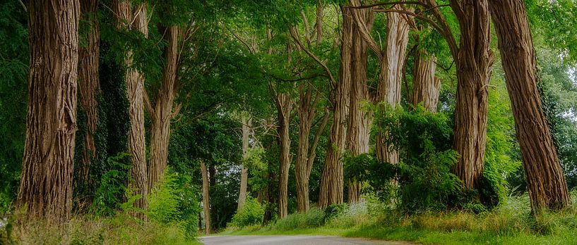 Acacia laan...... par Piet Haaksma