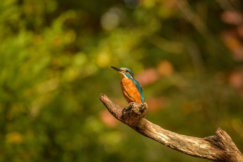 ijsvogel van Susan van Etten