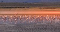 Flamingos auf Futtersuche am See von Fuente de Piedra.