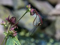 Liefdes Wiel van Water Juffers