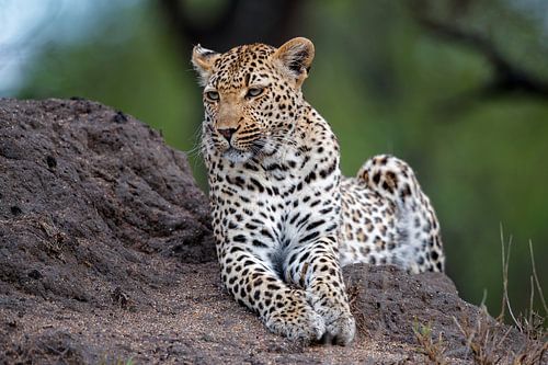Léopard (Panthera pardus) couché sur une termitière sur Nature in Stock