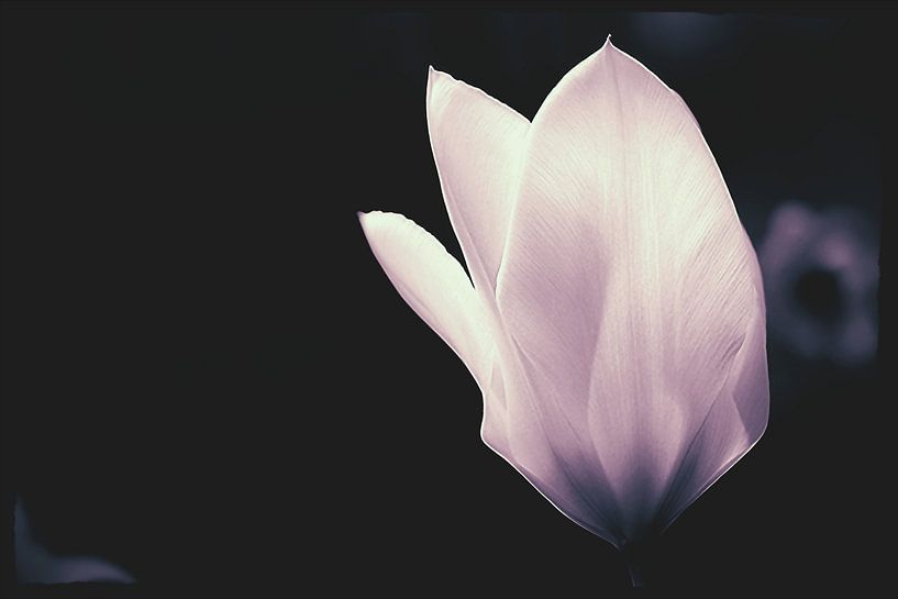 Dämmerungstulpe von Marianna Pobedimova