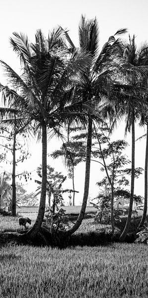 Schwarz-Weiß-Foto eines Reisfeldes auf Bali (Teil 2 eines Triptychons) von Ellis Peeters