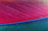 Gros plan d'une plume de perroquet