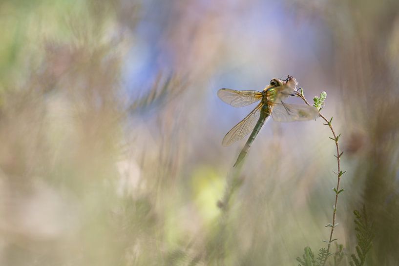 Smaragdschlamm von Aukje Ploeg