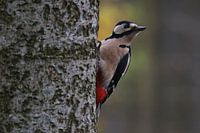 Spotted Woodpecker on Tree 2