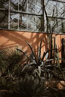 Botanische planten - Hortus Botanicus Amsterdam - Foto Print