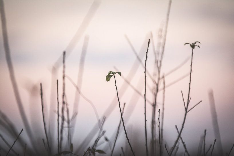 Detail of grass at sunset by Marjolijn Barten