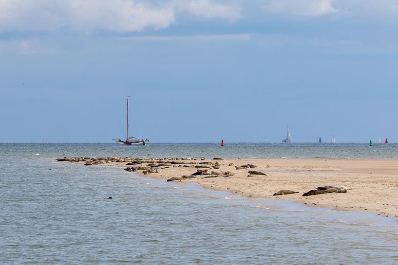 Les phoques au large de Terschelling par Evert Jan Kip