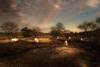 Grazing cows on the Gooische heath