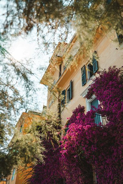 Yellow house with purple Bougainvillea flowers, Cinque Terre by Liz Schoonenberg