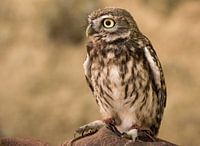 little owl
