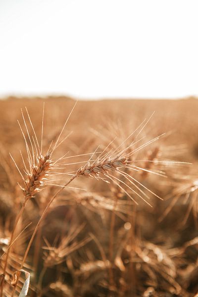 Getreide von Jisca Kuijpers