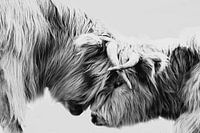 deux Scottish highlanders noir et blanc, bovin, brouteur, dur, noir