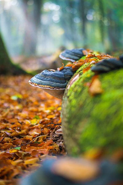 Véritable champignon d'amadou entre la mousse verte et les feuilles d'automne par Fotografiecor .nl