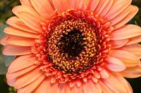 orange marguerite