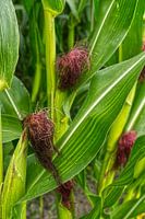 Maispflanze und Maiskolben auf dem Feld