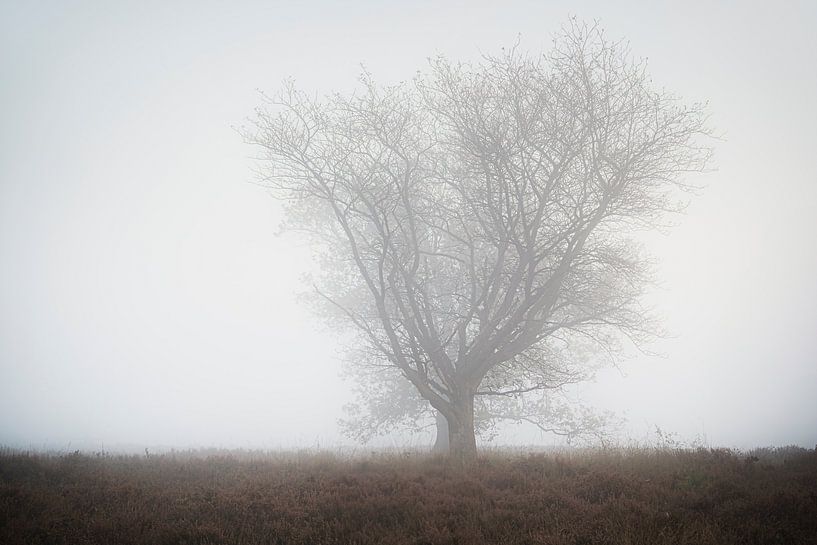 Baum mit kahlen Ästen steht einsam und still in einer nebligen Umgebung von Fotografiecor .nl