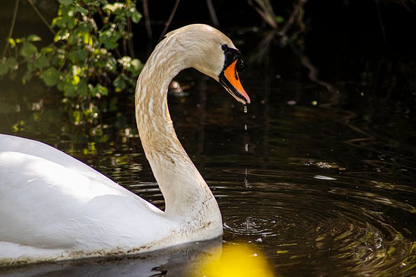 Gros plan d'un cygne par Eric de Jong