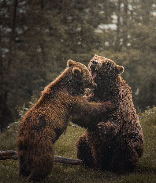 Bären Paar von Jesper Stegers