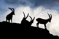 Silhouetten van steenbokken