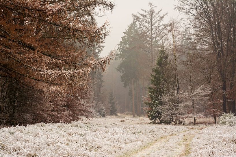 Winterwunderland im Bergherbos. von René Jonkhout