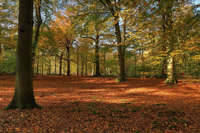 Herfst bos met open structuur van FotoBob