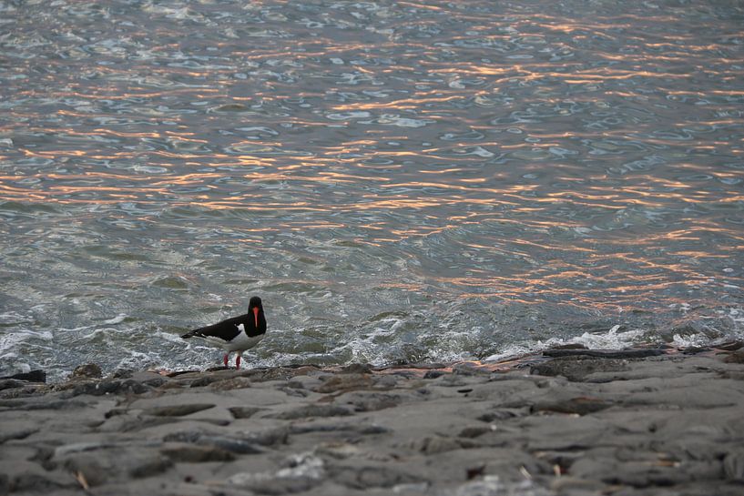 Austernfischer am Meer von Annette Gasch