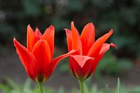 Red tulips