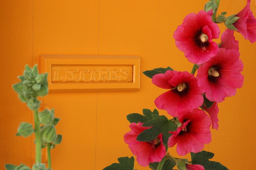 Post / hollyhock by Margo Schoote