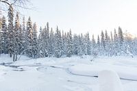Die weiße Schneelandschaft Lapplands