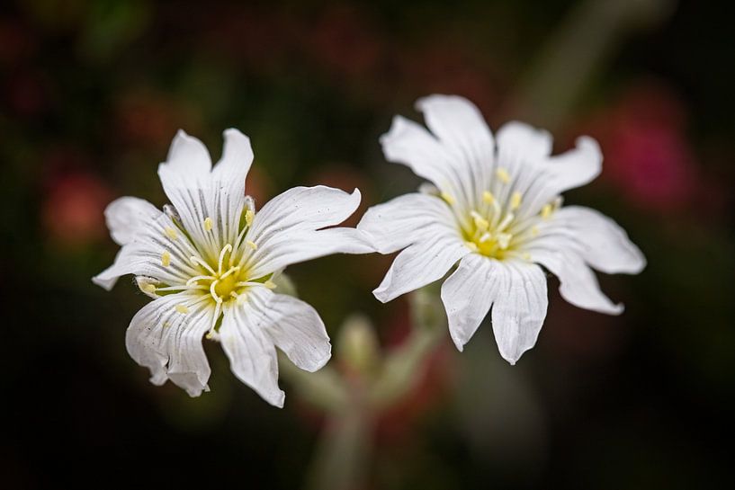 Hornflower by Rob Boon