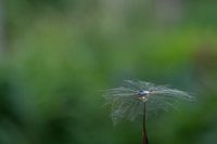 Bron van nieuw leven