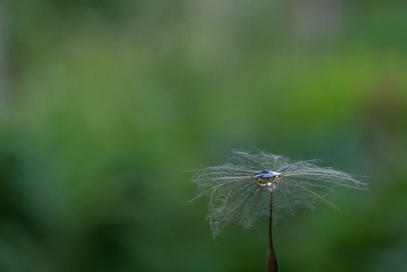 Quelle des neuen Lebens von Charlotte Serrarens
