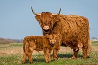Scottish Highlander with calf