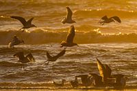 Mouettes dans le surf au coucher du soleil