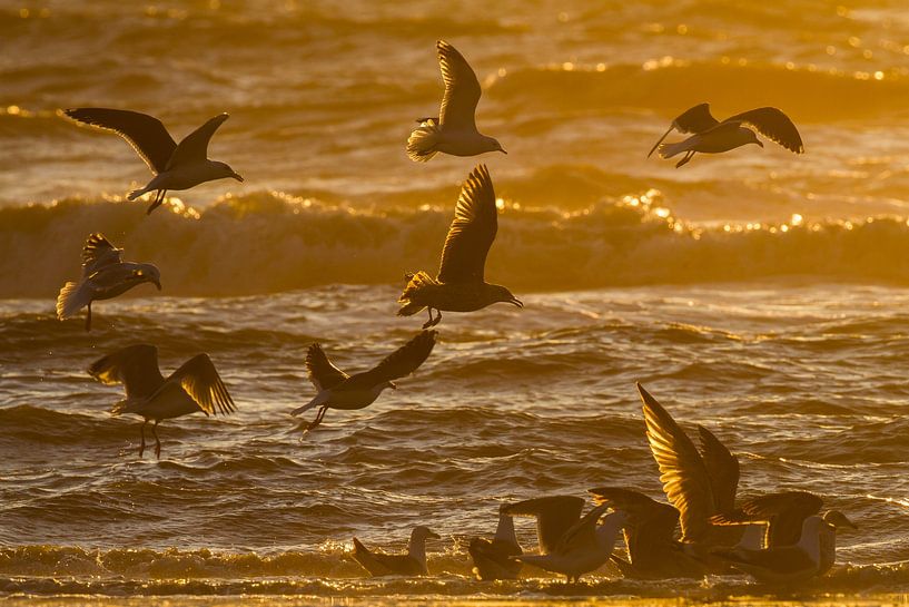 Meeuwen in de branding bij ondergaande storm van Menno van Duijn